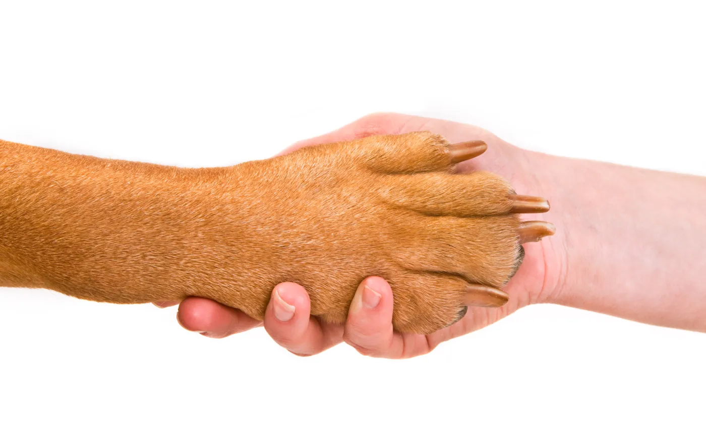 © iStock.com / vitalytitov