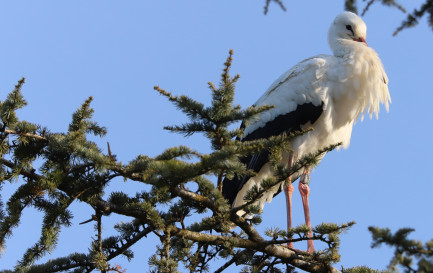 La cigogne, un oiseau qui se porte bien en Suisse. / © Jean-Daniel Courvoisier